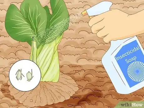 Image titled Regrow Bok Choy Step 11