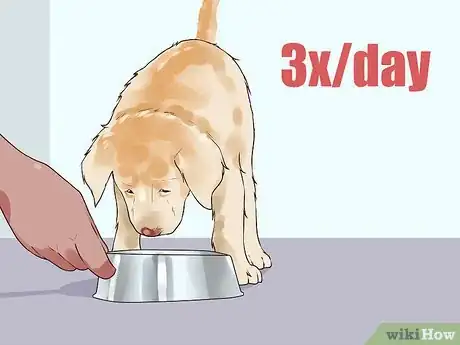 Image titled Handle Hypoglycemia in Young Puppies Step 10