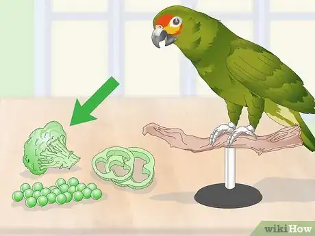 Image titled Feed an Amazon Parrot Step 2