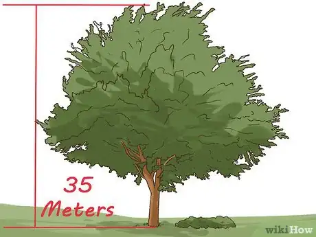 Image titled Identify an Elm Tree Step 3