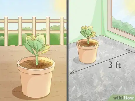 Image titled Grow Kalanchoe Step 8