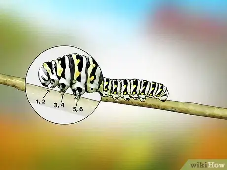 Image titled Identify a Caterpillar Step 3