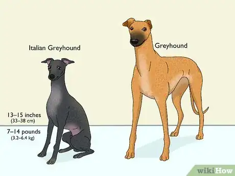 Image titled Identify a Greyhound Step 15