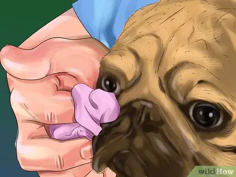 Image titled Clean a Pug's Facial Wrinkles Step 5