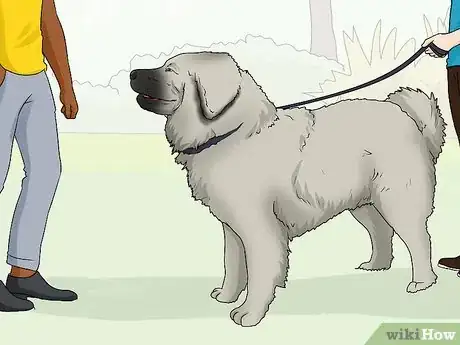 Image titled Identify a Caucasian Shepherd Dog Step 15