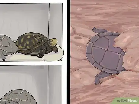 Image titled Care for a Hibernating Turtle Step 17