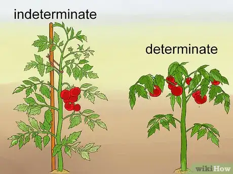 Image titled Prune Tomatoes Step 1