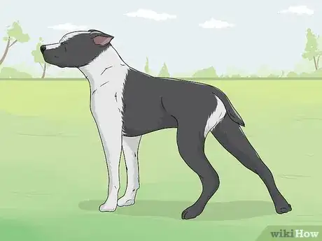 Image titled Identify a Pitbull Step 7