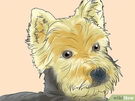 Image titled Trim a Yorkie's Face Step 1