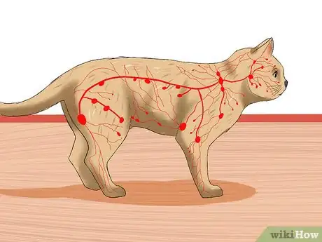 Image titled Diagnose Feline Lymphosarcoma Step 2