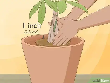 Image titled Plant Money Trees Step 14