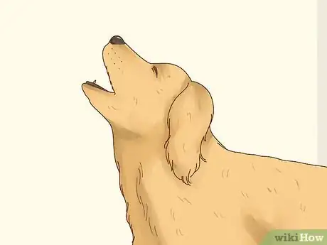 Image titled Tell if Your Dog Is in Heat Step 12