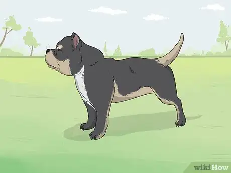 Image titled Identify a Pitbull Step 8