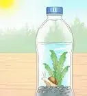 Create an Ecosystem in a Bottle