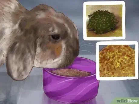 Image titled Diagnose and Treat Hair Blockages in Rabbits Step 3