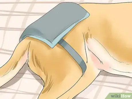 Image titled Help Dogs with Joint Problems and Stiffness Step 11