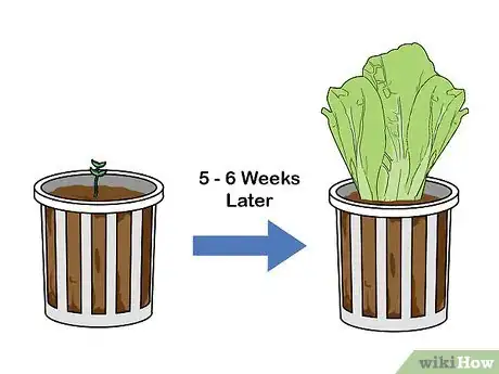 Image titled Grow Hydroponic Lettuce Step 14