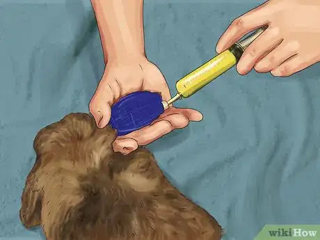 Image titled Diagnose and Treat Hair Blockages in Rabbits Step 8