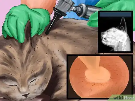 Image titled Diagnose and Treat Ruptured Eardrums in Cats Step 7