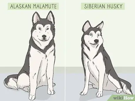 Image titled Identify an Alaskan Malamute from a Siberian Husky Step 1