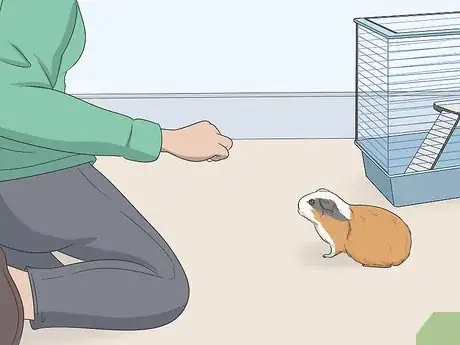 Image titled Hold a Guinea Pig Step 15