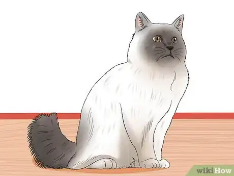 Image titled Identify Birman Cats Step 2