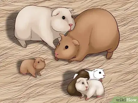 Image titled Care for a Pregnant Guinea Pig Step 6