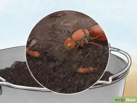 Image titled Catch a Queen Ant Step 11