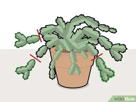 Image titled Prune a Christmas Cactus Step 2