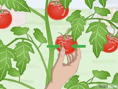 Image titled Pick Tomatoes Step 4