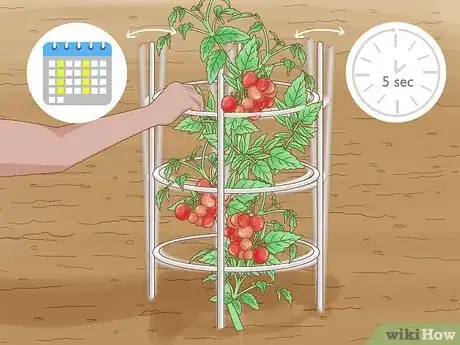 Image titled Grow a Tomato Plant Step 16