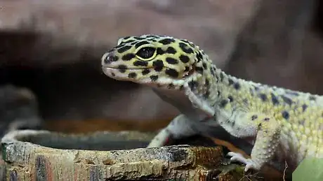 Image titled Feed Leopard Geckos Step 9