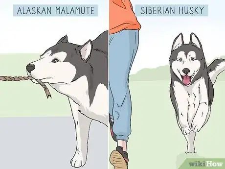 Image titled Identify an Alaskan Malamute from a Siberian Husky Step 7