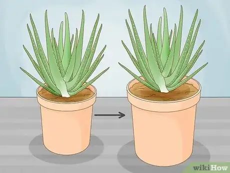 Image titled Care for Your Aloe Vera Plant Step 13