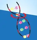 Make a Model of DNA Using Common Materials