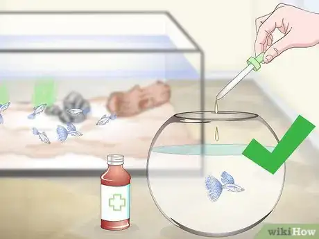 Image titled Keep Guppies Healthy Step 16