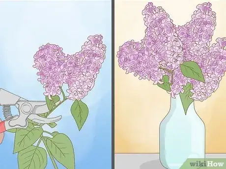 Image titled Grow Lilacs Step 8