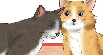 Help Cats Become Friends