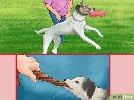 Image titled Live with a High Energy Dog Step 7