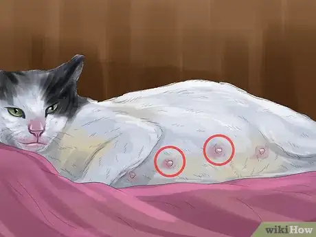 Image titled Help Your Cat Who Had a Miscarriage Step 9