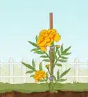 Grow Marigolds