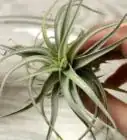 Make an Air Plant Terrarium