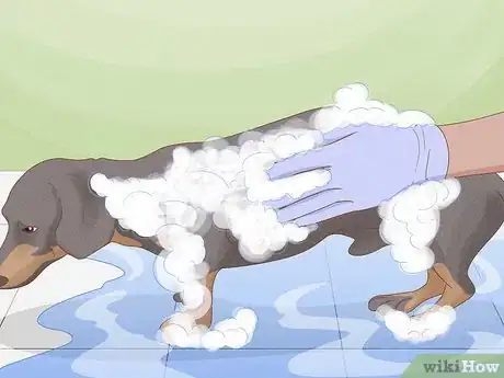 Image titled Solve Your Dog's Skin and Scratching Problems Step 2