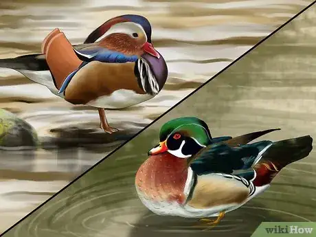 Image titled Identify a Mandarin Duck Step 5