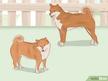 Image titled Choose a Shiba Inu Puppy Step 6