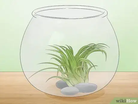 Image titled Care for Air Plants Step 12