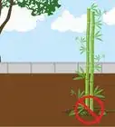 Grow Bamboo from Seed