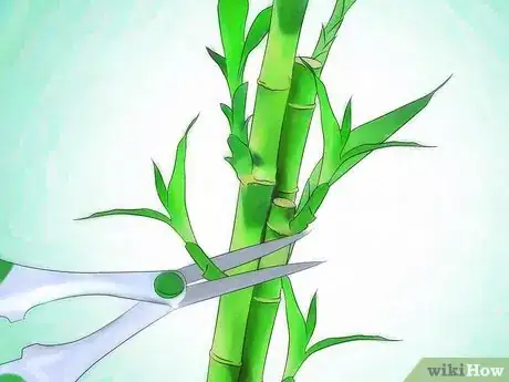 Image titled Grow Lucky Bamboo Step 10