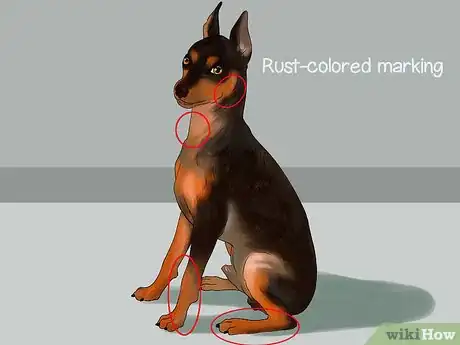 Image titled Identify a Miniature Pinscher Step 8