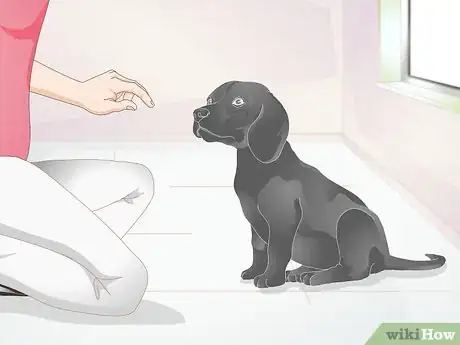 Image titled Check Your Dog's Eyes Step 2